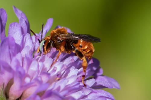 Epeoloides coecutiens